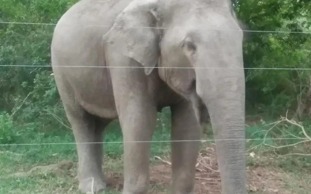Wildlife & Nature Protection Society Bangalow