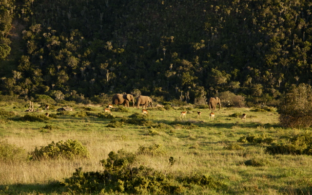 Sibuya Game Reserve