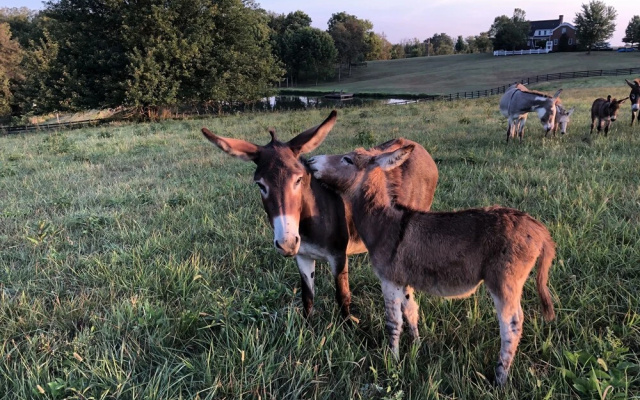 Willow Bend Farm