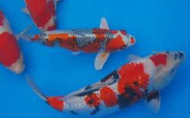 Hotel New Otani Nagaoka