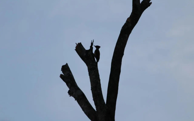 Guddadamane Homestay