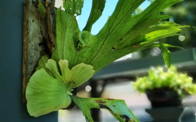 Surprised Homestay Butterworth