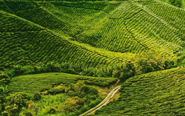 OYO 90722 D'puncak Hotel Cameron Highlands