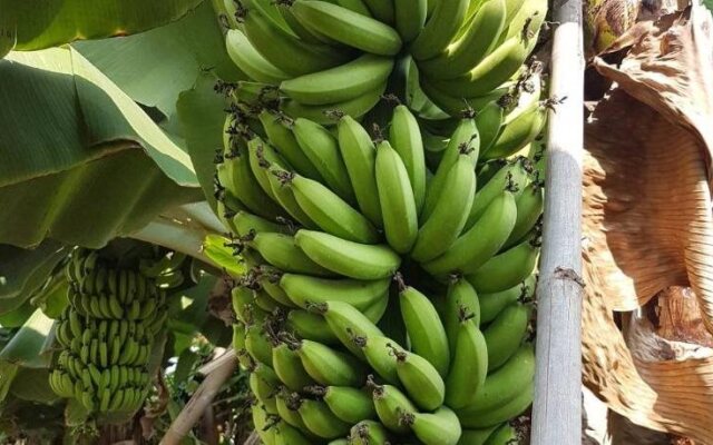 Nuch's Apple Guest House