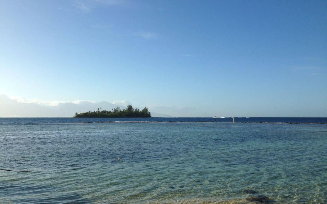 Tamanu