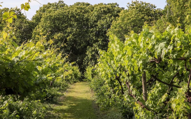 Oak Meadow