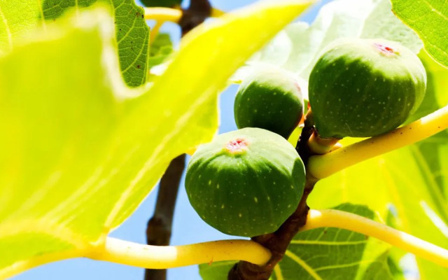 I Giardini Di Pomona