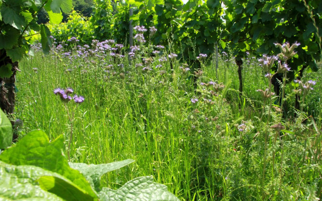 Gasthof zum Rödelseer Schwan