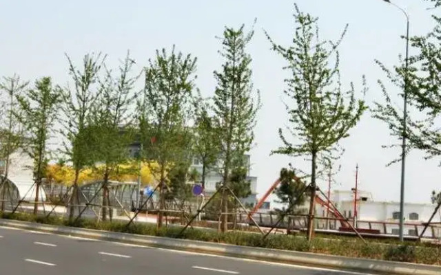 Qingdao International Academic Center