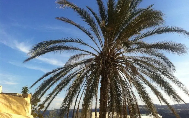 The Palm Tree Residence