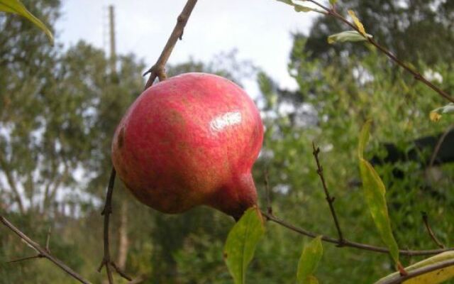 Monte da Gravita Vakantiehuizen