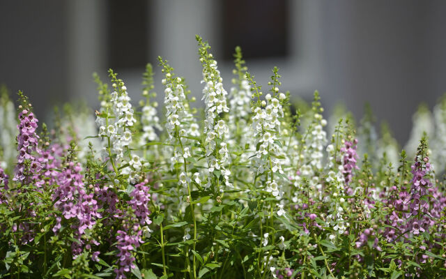Caffir garden hotel