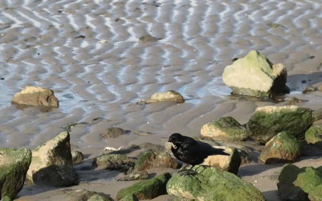 Starfish Modern Retreat