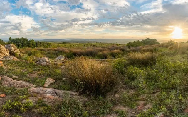 Lobengula