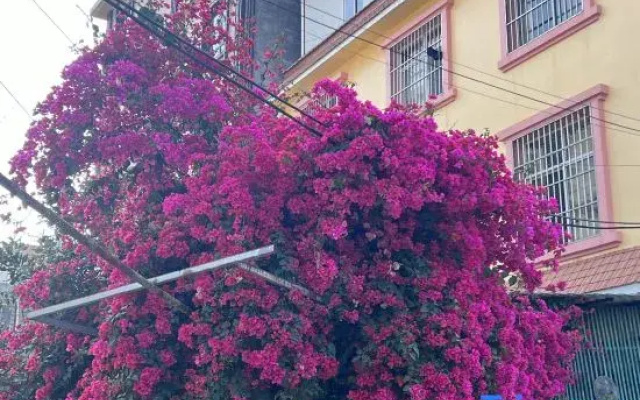 Qingmai Homestay