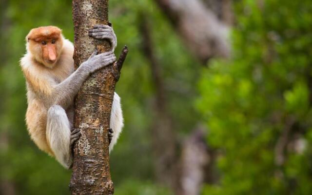 Stay Selection - Letat Guest House