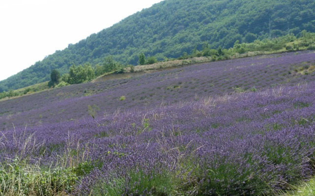 La clairière