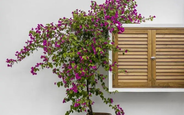 Villa Oasi 1 by Alfred in Bali