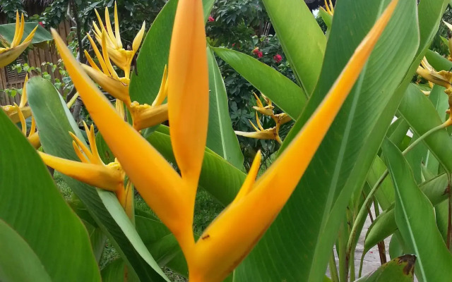 Bird of Paradise Bungalows