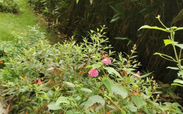 Dielianhua Guesthouse