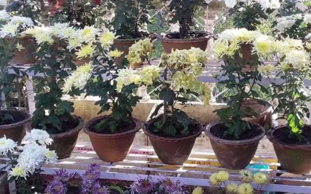 Vamoose Madhumita Homestay