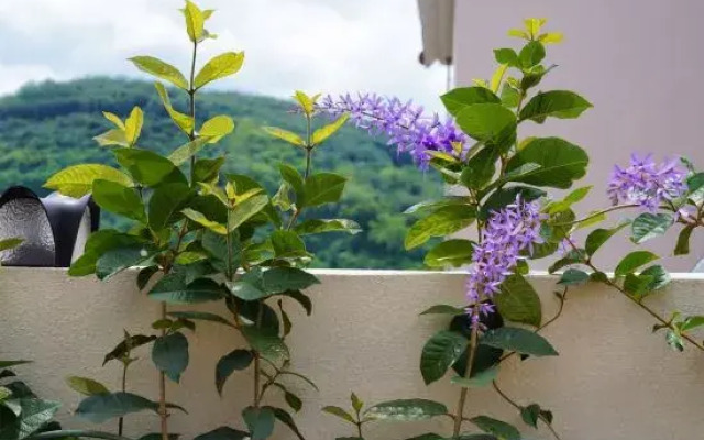 Sato-Hill Homestay