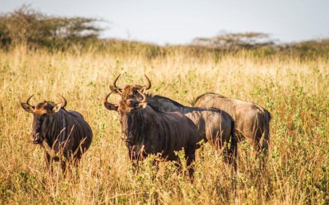 Mpeti Lodge