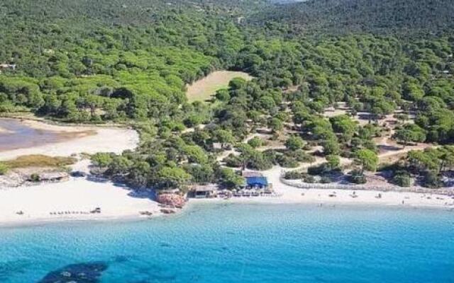 Palmiers de Palombaggia