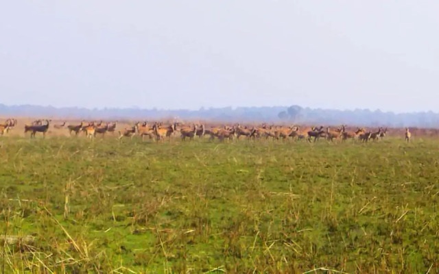 Suklaphanta Jungle Cottage