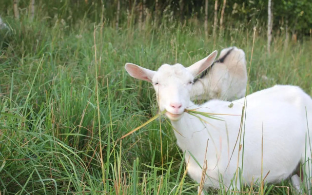 Słoneczna Zagroda - Sunny Ridge Farm