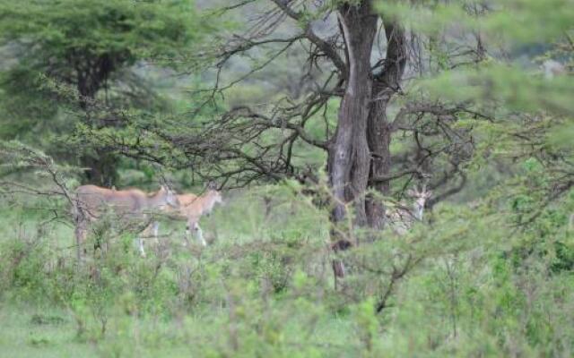 Mara Sidai Camp