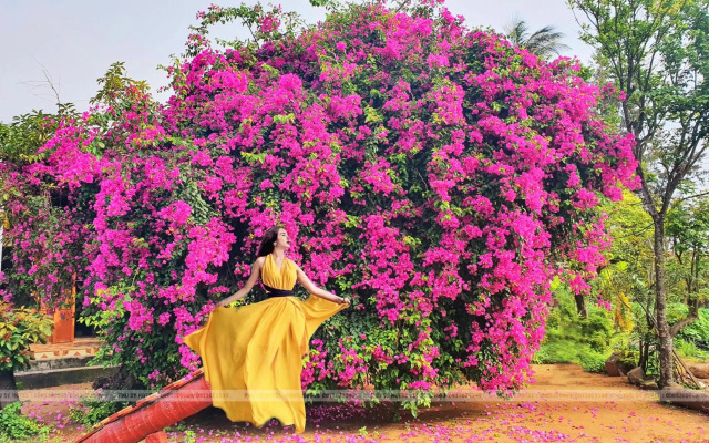 Khach San Ly Son Phu Sy