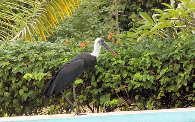 Echo Villas Watamu