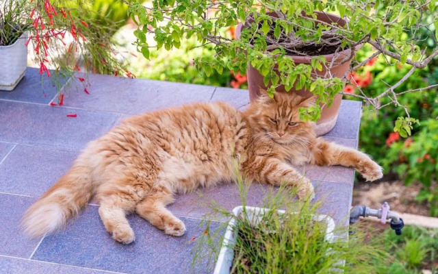 Apartments Green Garden