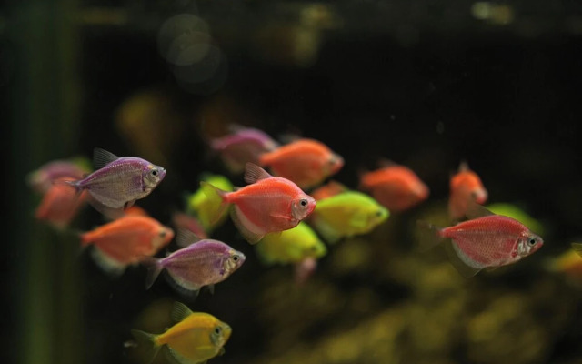 Hotel Menaka Inn Dharwad