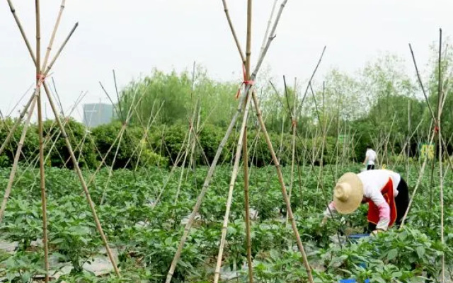Wuhan Jointown White Swan Eco Hotel