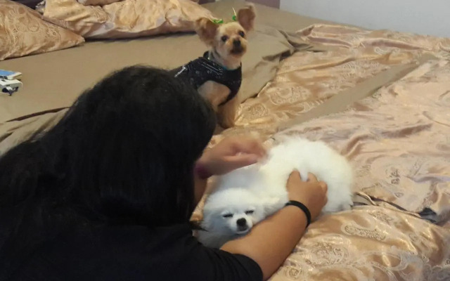 Mj's Guesthouse Dog Lovers