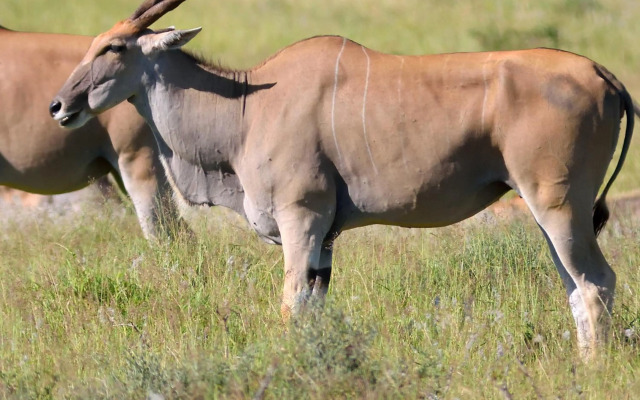 Sneeuberg Nature Reserve