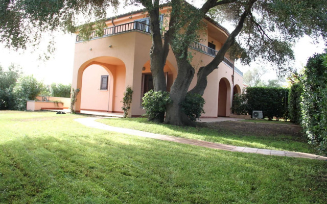Vecchio Ulivo