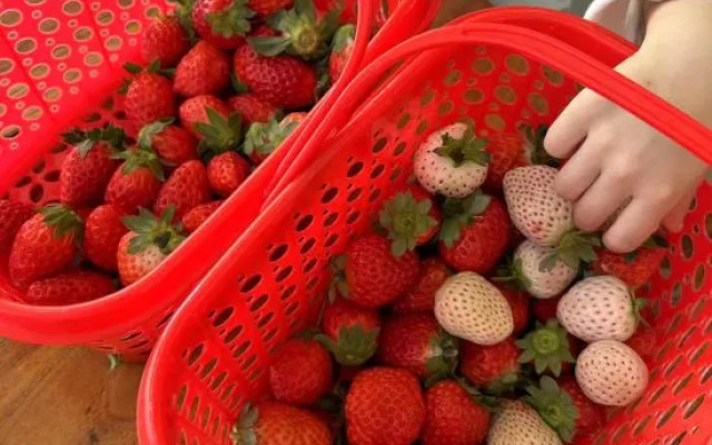 wushengJingyuan daizuyuan Branch)