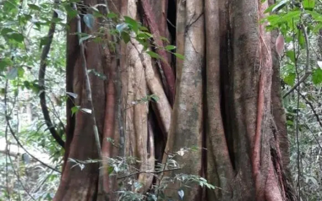 Rainforest River Edge