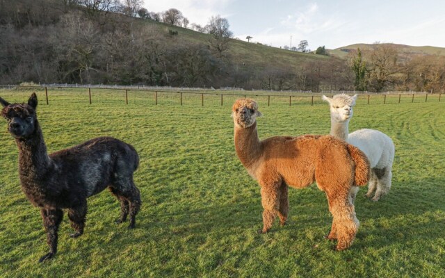 The Paddock, Llanbrynmair