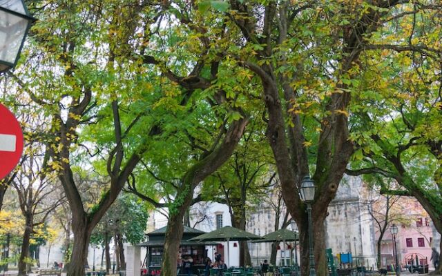 The Mulberry Tree Lisbon Hostel