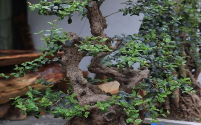 Youtang Cloud Station | CourtyardZen-style Inn (Lijiang Shuhe Ancient Town Branch)