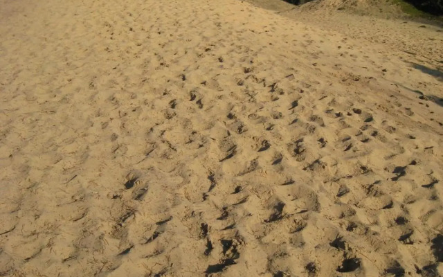 The Farmer's Daughter