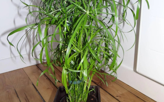 Garden Appart