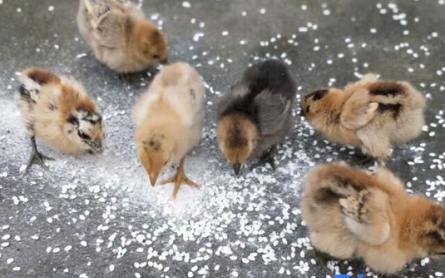 Tonglu She Township Bamboo House