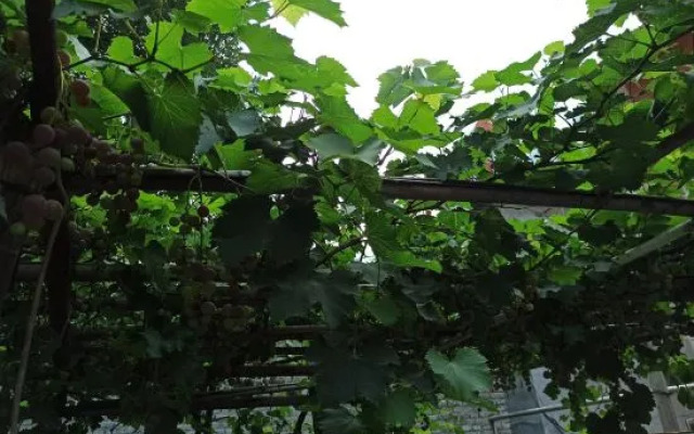 Shidu Rural Impression Farm House