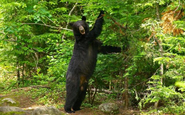 Les 3 Cavaliers - Les Chalets Spa Canada