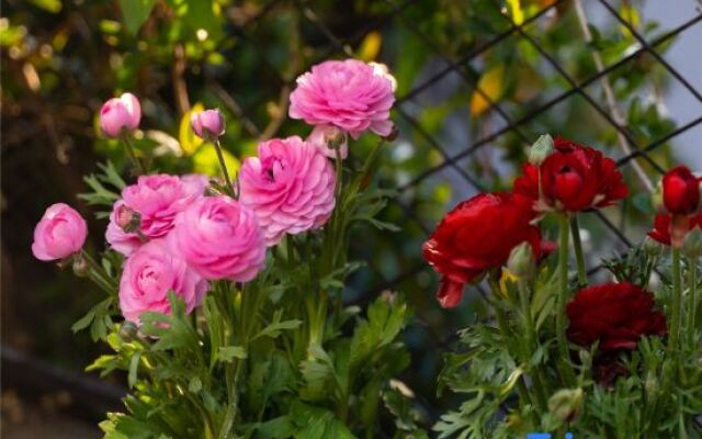 Lijiang Shangqingyuan Inn